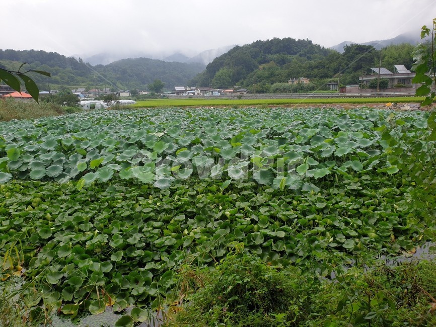 식물,자연,nature,plant,연잎,연꽃,꽃,flower,leaf,푸른,초록,싱싱한,lotus,수선화,daffodil,narcissus,시골풍경,들,옥외,outdoors,field