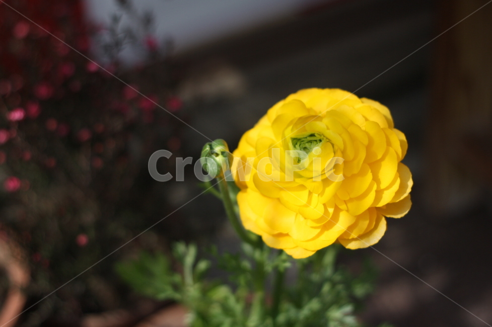 rose,장미,flower,plant,식물,blossom,꽃