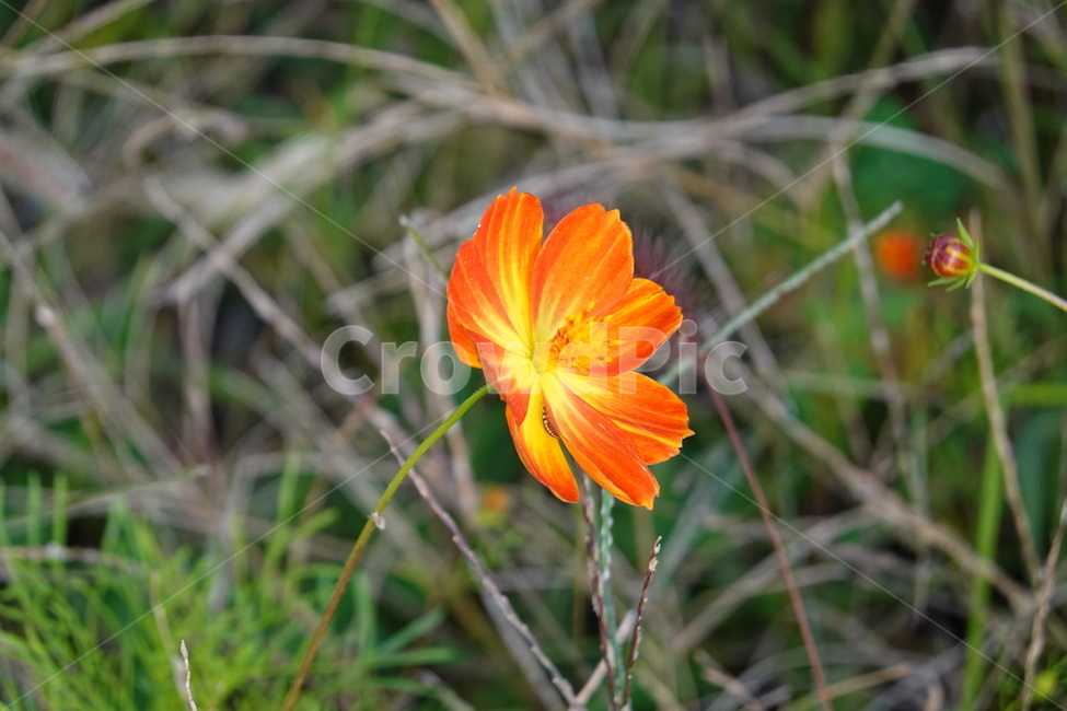 꽃,flower,가을꽃,alone,한송이,홀로,식물,자연,plants,nature,꽃,flower