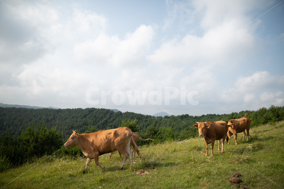 아부오름,소,해질녘,일몰,풍경,제주,오름,제주오름,하늘,평화로움,평화,동물,animal,포유류,mammal,목축업,목장,livestock farming,ranching,pasture