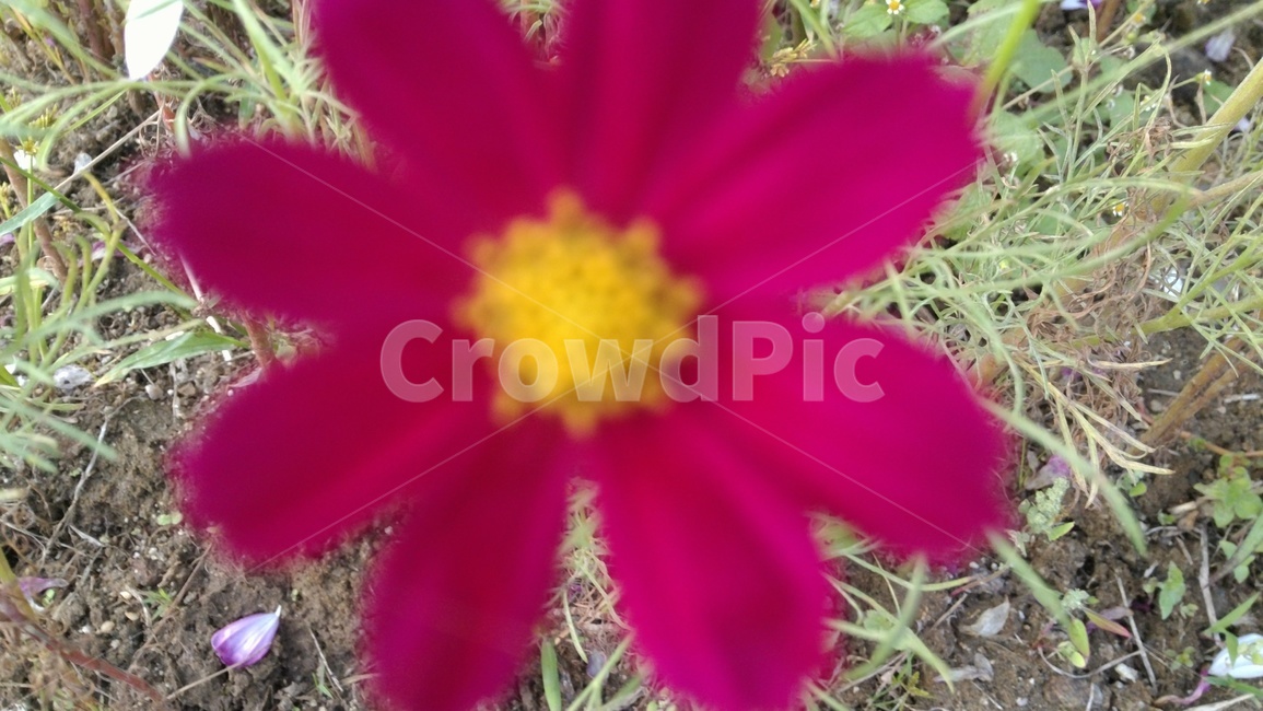 꽃,식물,flower,이쁘다,화려한,식물,자연,plants,nature,꽃,flower