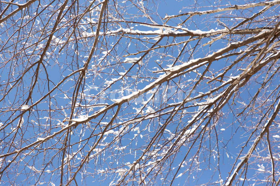 겨울,눈,흰색,자연,추위,겨울,계절,winter,season,식물,자연,plants,nature,나무,trees,wood