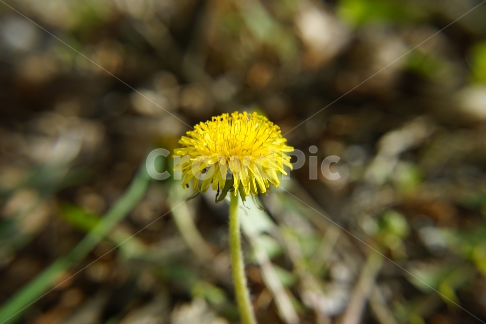 꽃,민들레,노랑,자연,식물,dandelion,flower,spring,봄,plant,식물,자연,plants,nature,꽃,flower