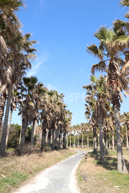 나무,야자수,하늘,풍경,산책로,자연,풍경,nature,landscape,제주도,jeju,jeju island,plant,식물,tree,summer,여름,arecaceae,Arecaceae,palm tree