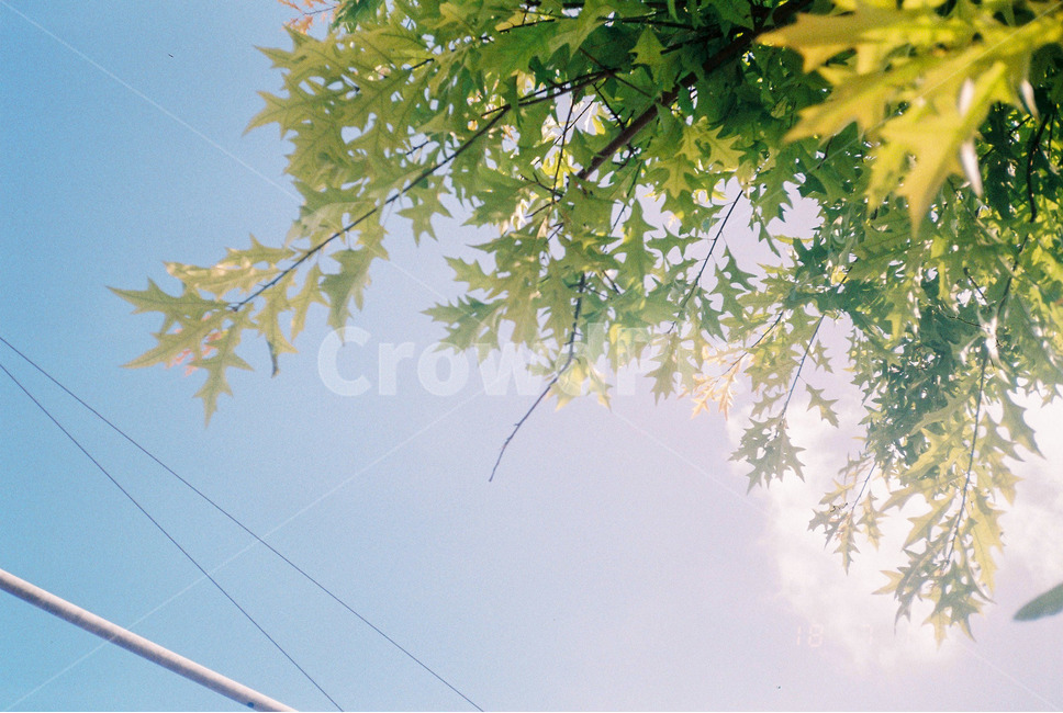 여름,나무,하늘,sky,summer,식물,자연,plants,nature,휴식,힐링,rest,relaxation,healing