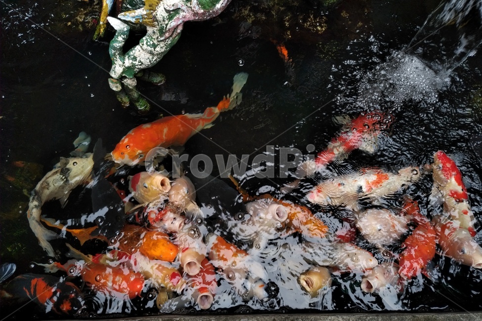 물고기,잉어,호수,동물,물,주황색,자연,구경,fish,rake,animal,water,동물,animal,어류,물고기,fish
