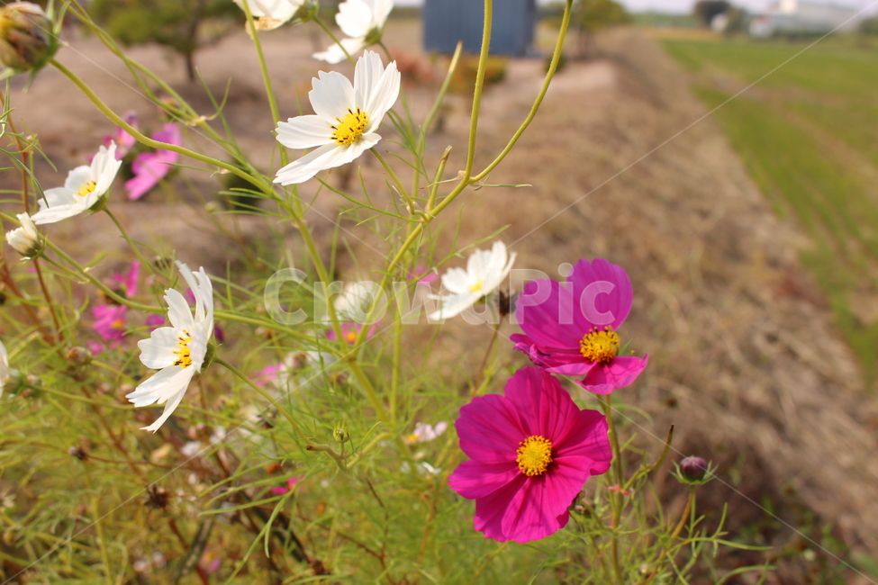 자연,꽃,코스모스,가을,들꽃,가을,계절,fall,autumn,season,식물,자연,plants,nature,꽃,flower,plant,anemone,아네모네,blossom