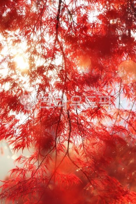 fall image,turn red,tree,maple,autumn,red autumn,leaf,red maple leaves,peacock maple,Maple