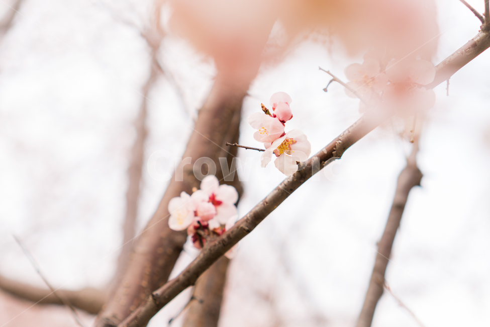 봄,봄꽃,꽃,매화,백매화,흰꽃,나무가지,나무,식물,plant,뽀얀,화사한,분홍꽃,분홍,봄나들이