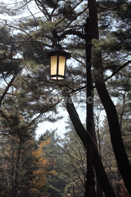 나무,가로등,조명,안전,streetlight,자연,풍경,nature,landscape