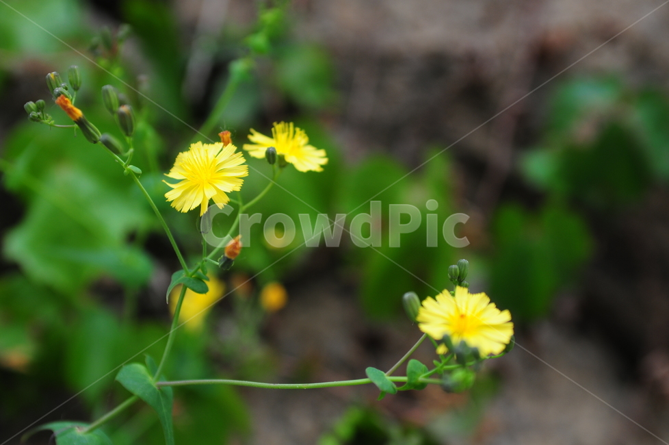 꽃,봄,flower,spring,봄꽃,식물