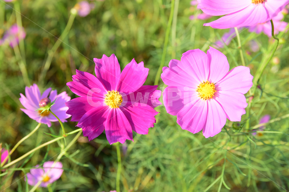 코스모스,코스모스꽃,꽃,가을,가을꽃,식물,국화과,꽃잎,cosmos,flower,fall,autumn,plant,blossom,petal,식물,자연,plants,nature,꽃,flower