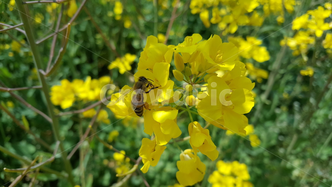 유채꽃,outdoors,옥외,nature,자연,farm,식물,plant