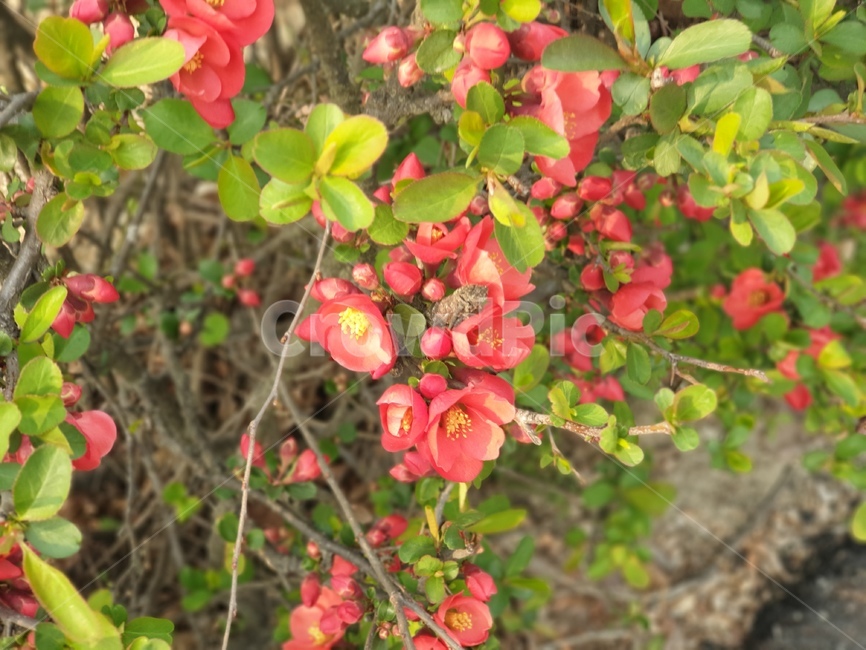 꽃,blossom,명자나무,flower,나무,꽃잎,식물,plant,초목