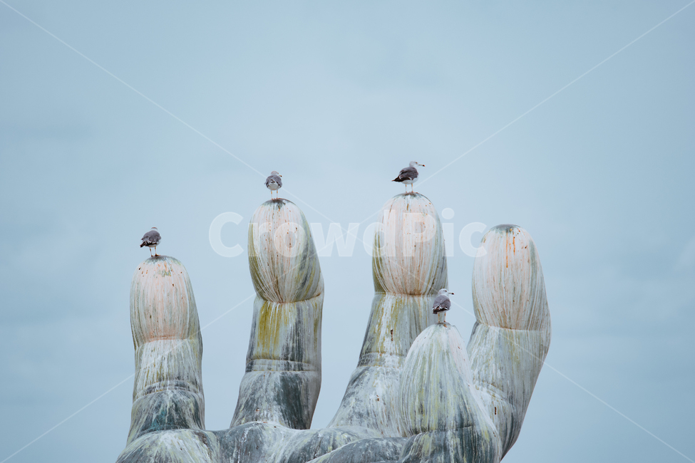 갈매기,바다,손,호미곶,상생의손,조형물,조각상,동상,석상,조형물,statue,bronze statue,stone statue,동물,animal,조류,새,birds