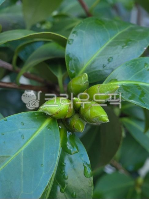 화분,꽃봉오리,이슬,아침이슬,봉오리,봉우리,꽃봉우리