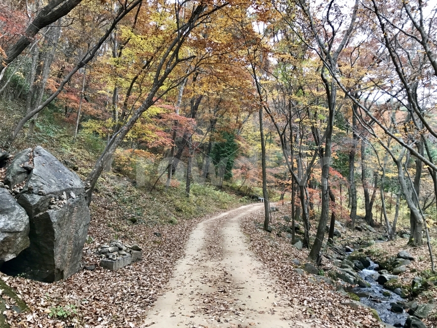 가을,산,숲길,숲,자연,풍경,나무,단풍,오솔길,낙엽,순천,조계산,자연,풍경,nature,landscape,가을,계절,fall,autumn,season,road,도로,dirt road,흙길,gravel,자갈,ground,바닥