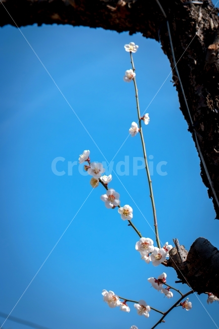 매화,원동,순매원,봄꽃,봄의전령,식물,자연,plants,nature,봄,계절,spring,season,꽃,flower