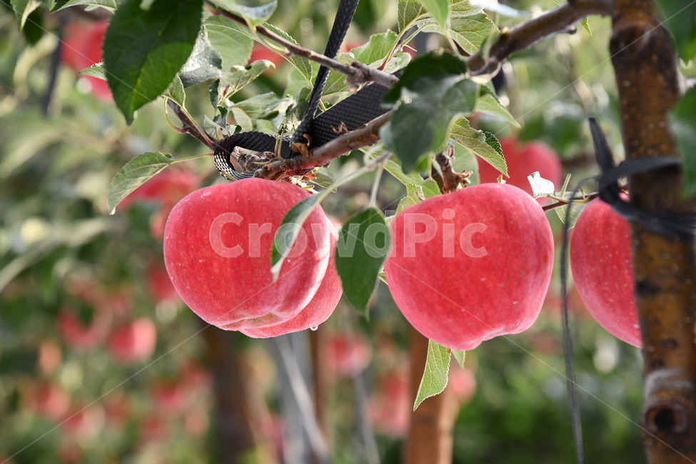 사과,과수원,과일,apple,plant,food,식품,fruit,식물,과일,열매,fruit