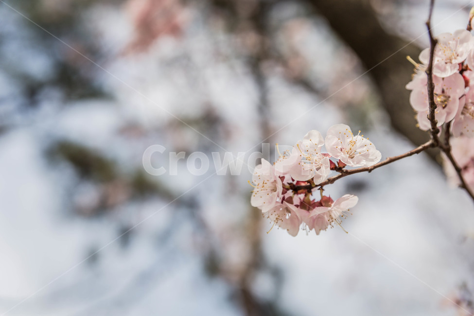 벚꽃,봄,꽃,blossom,cheeryblossom,꽃잎,flower,봄,계절,spring,season,식물,자연,plants,nature,꽃,flower,plant