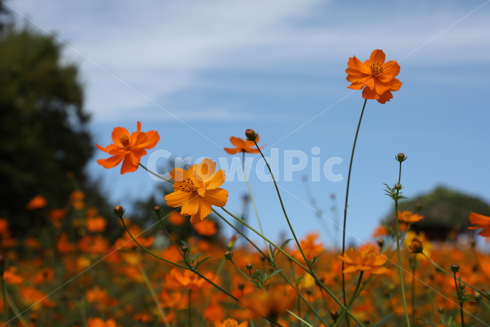 황화코스모스,꽃,들판,들꽃,들꽃마루,올림픽공원,가을,가을,계절,fall,autumn,season,식물,자연,plants,nature,꽃,flower,leaf,잎,plant