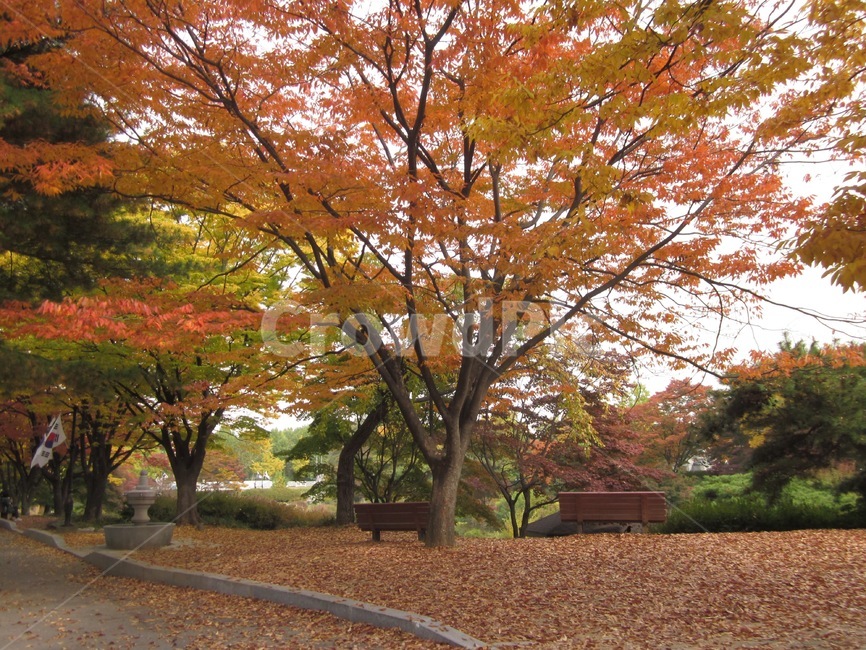 가을,낙엽,의자,기다림,벤치,단풍,가을,계절,fall,autumn,season,tree,나무,plant,식물,tree trunk,나무 줄기