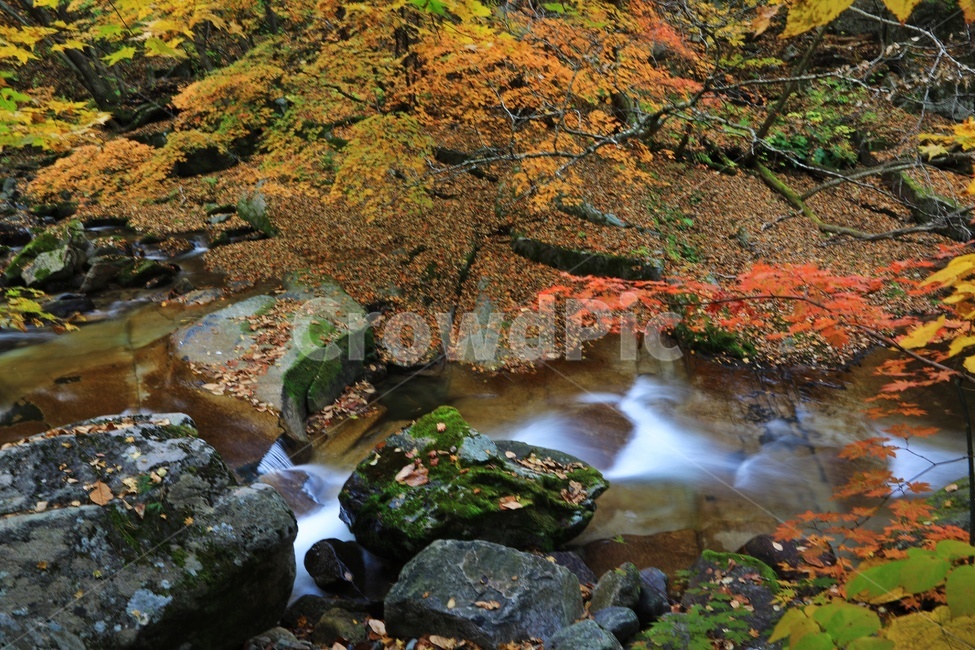 leaf,잎,tree,나무,maple,water,nature,자연,outdoors,옥외,stream,흐름,plant,식물,강원도,인제,방태산,방태산폭포,방태산가을,폭포,가을,추색,단풍,단풍잎,낙엽,만추,물흐름,계곡,가을,계절,fall,autumn,season,자연,풍경,nature,landscape