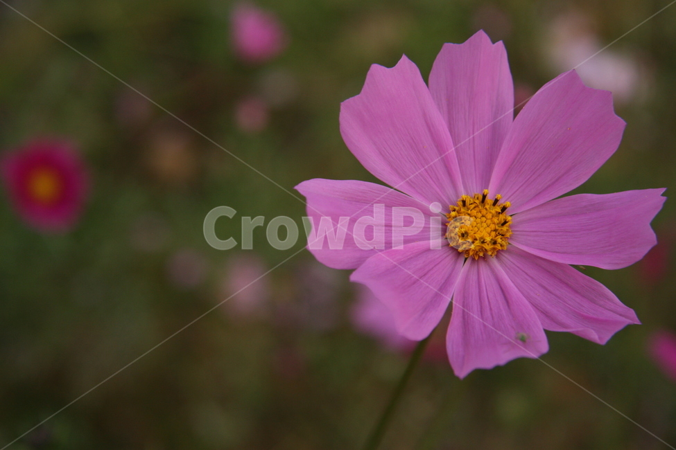 plant,식물,코스모스,꽃,flower,가을,가을,계절,fall,autumn,season,식물,자연,plants,nature,꽃,flower