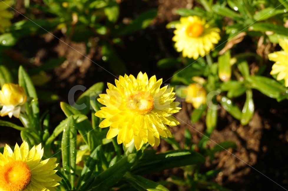 밀짚꽃,꽃,꽃사진,식물,야생화,식물,자연,plants,nature,꽃,flower