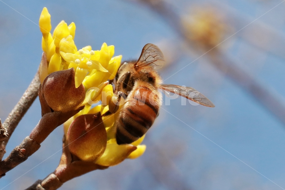 산수유,벌,봄,봄꽃,풍경,접사,식물,자연,plants,nature,꽃,flower,동물,animal,곤충,벌레,insect,bug