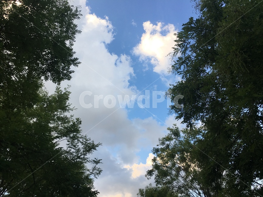 날씨,자연,나무,구름,맑음,tree,sky,sunny,자연,풍경,nature,landscape,outdoors,옥외,weather