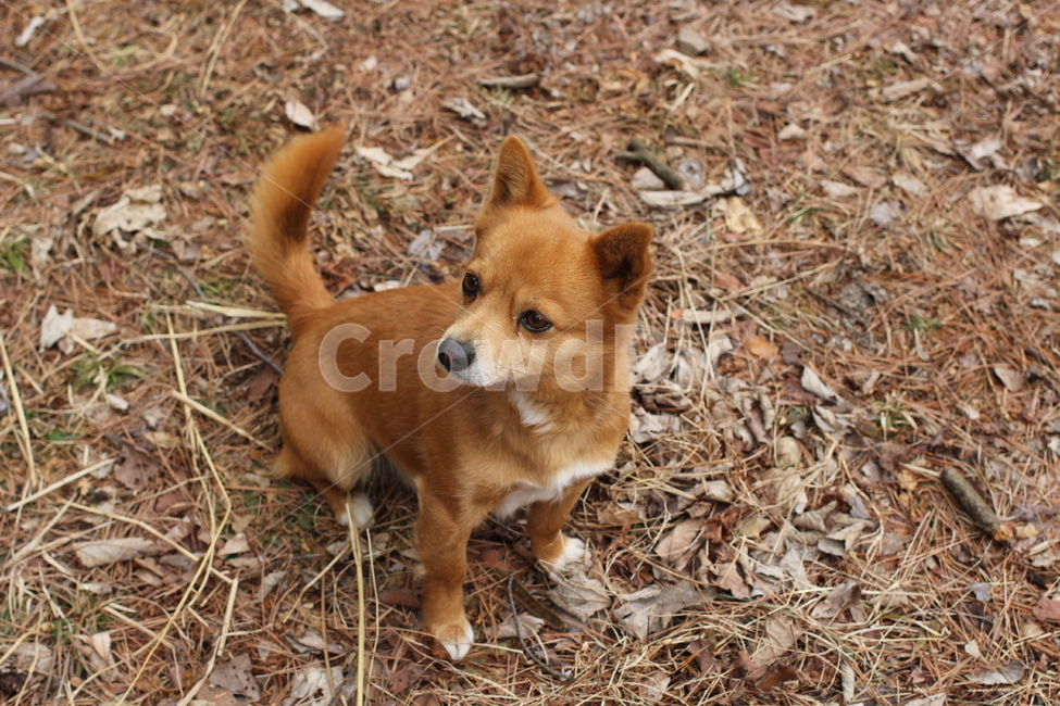 강아지,개,동물,dog,animal,동물,animal,포유류,mammal,개,강아지,dog,doggy
