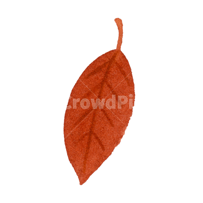 잎,가을,leaf,낙엽,나뭇잎,식물,plant,자연,계절,수채화,손그림,일러스트,fall,autumn,season,빨강,illustration,watercolor,가을,계절,fall,autumn,season,그래픽,일러스트레이션,graphic,illustration