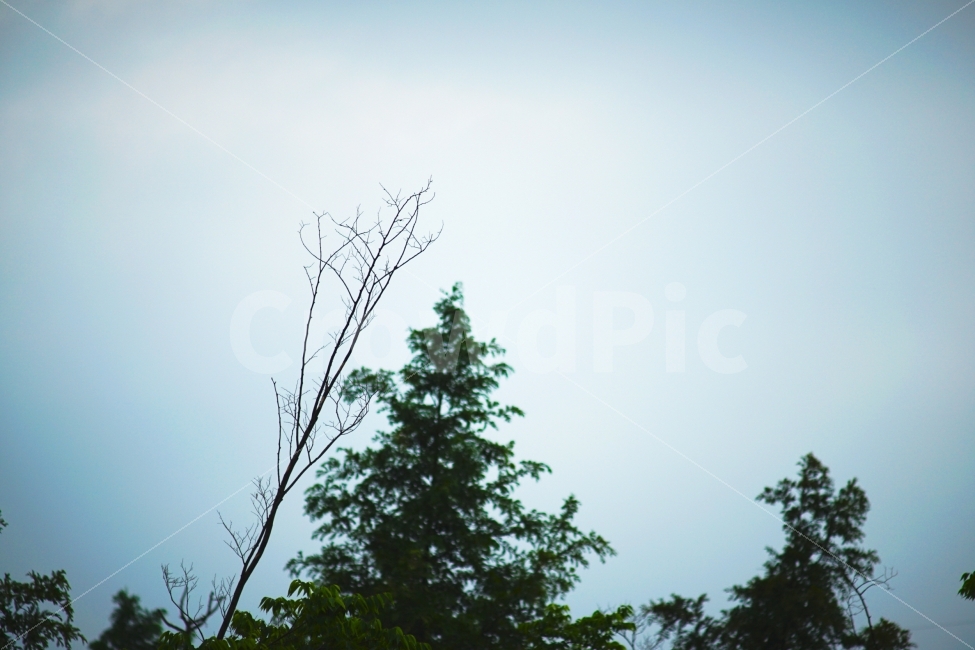 나무,나뭇가지,하늘,아련,자연,자연,풍경,nature,landscape,tree,plant,식물,fir,전나무