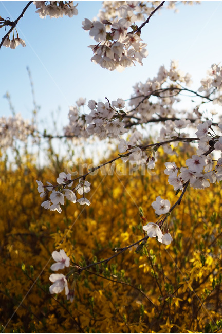 봄꽃,벚꽃,벚꽃나무,개나리,벚꽃축제,봄,계절,spring,season,식물,자연,plants,nature,꽃,flower,plant,blossom