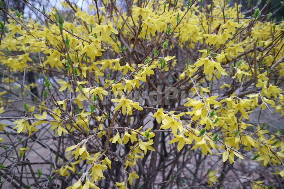 봄,개나리,노란색,꽃,공원,식물,자연,plants,nature,꽃,flower