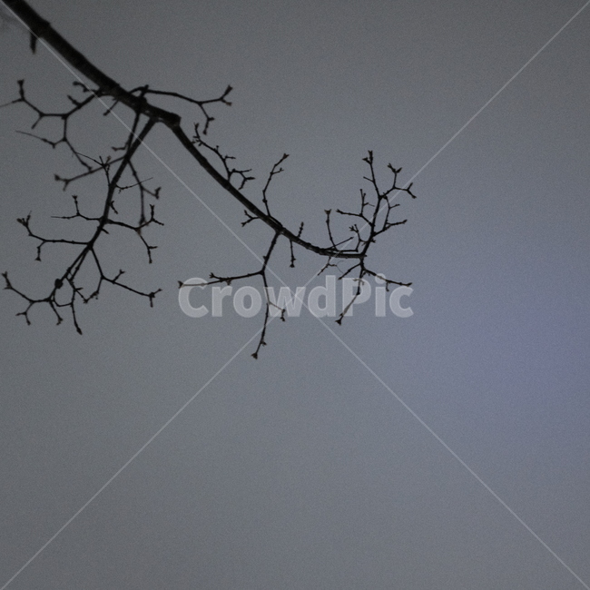 nature,자연,outdoors,옥외,silhouette,실루엣,나무,tree
