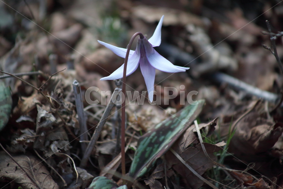 엘레지,엘리지,꽃,봄,erythroniumjaponicum