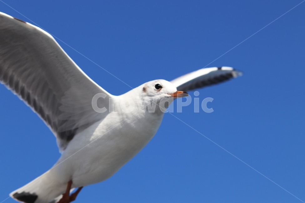 bird,새,갈매기,동물,animal,동물,animal,조류,새,birds