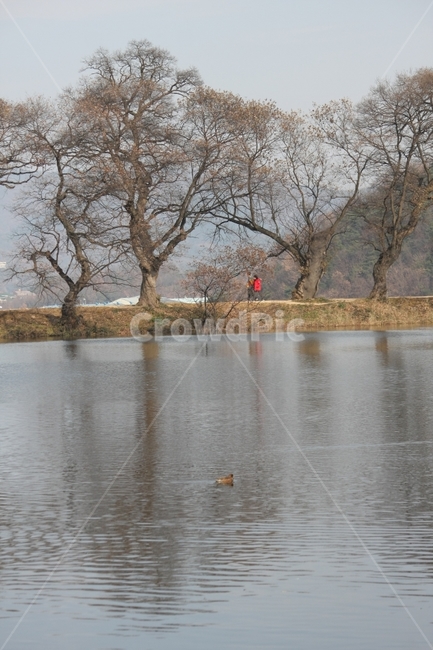 동물,오리,수변,강변,연못,자연,풍경,nature,landscape,한국자연풍경,한국자연경관,korea nature landscape,동물,animal,조류,새,birds