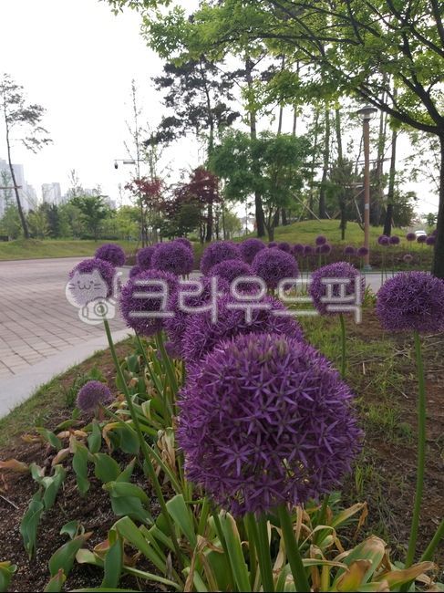 알리움,알리움플라워,관상용,꽃,식물,nature,plants,blossom,보라색