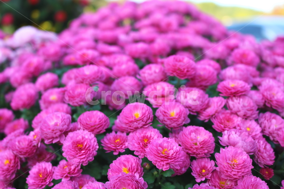 꽃,국화,국화꽃,식물,야생화,소국화,원예,분홍꽃,분홍색꽃,식물,자연,plants,nature,꽃,flower