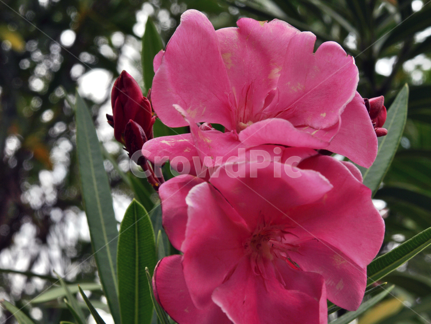 협죽도,협죽도과,유도화,식물,꽃,남부지방,약제,식물,자연,plants,nature,꽃,flower