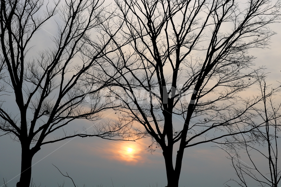 태양,빛,햇빛,하늘,구름,흐림,먹구름,나무,식물,공원,서울,하늘공원,서울하늘공원,산책길,산책로,노을,석양,일몰,자연,풍경