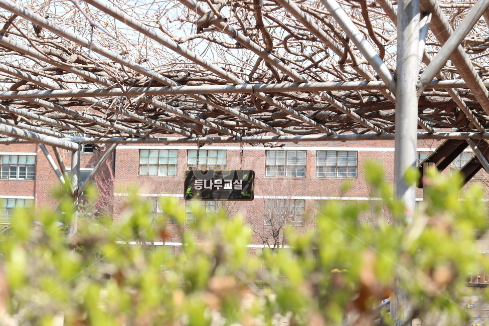 학교,등나무,등나무숲,추억,학교등나무숲,숲,식물,자연,plants,nature