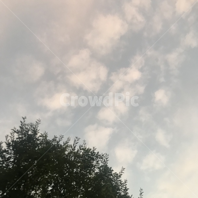 하늘,구름,나무,핑크,sky,pink,cloud,clouds,tree,nature