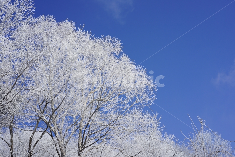 눈꽃,상고대,등산,겨울산,설산,자연,겨울,겨울,계절,winter,season,식물,자연,plants,nature,나무,trees,wood