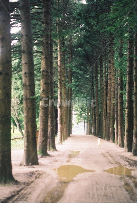 메사퀘타이어,소녀,길,웅덩이,나무,식물,자연,plants,nature,나무,trees,wood,감성,sensible,feeling