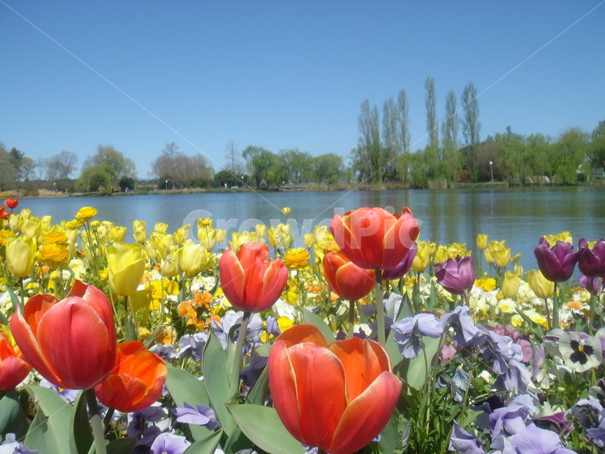 꽃,flower,floriade,호수,캔버라,canberra