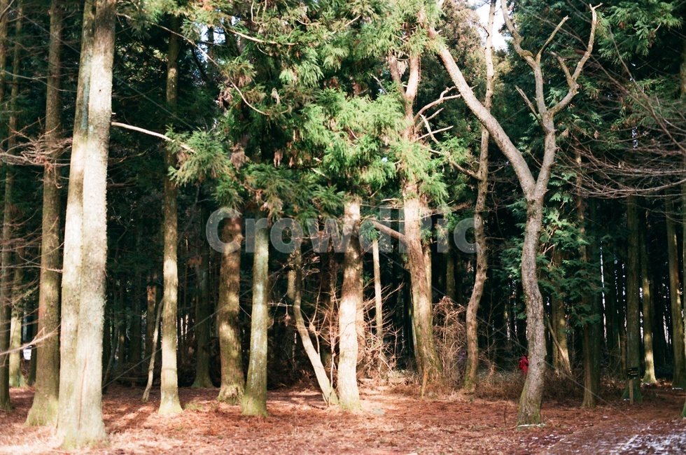 제주도,jeju,겨울,사려니숲길,나무,숲길,풀,눈,제주겨울,겨울제주,자연,풍경,nature,landscape,tree,plant,식물,tree trunk,나무 줄기